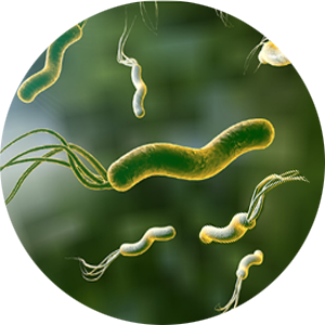 Vi khuẩn Helicobacter pylori